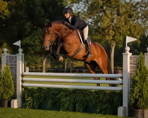 Cavalier et cheval brun en plein saut d'obstacles, une scène de hunter equitation.