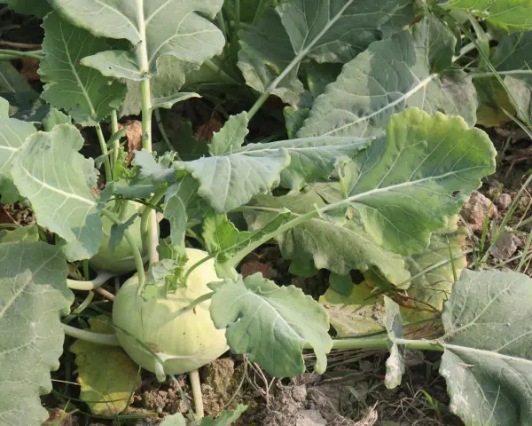 Nahaufnahme von Kohlrabi pflanzen im Feld. Die hellgrünen Knollen sind von großen, blattartigen Stielen umgeben.