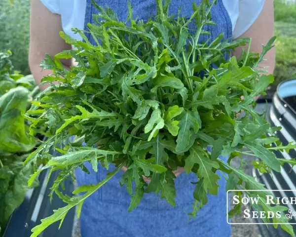 A person in a blue apron holds a large bunch of freshly harvested arugula, showcasing how to harvest this peppery green.