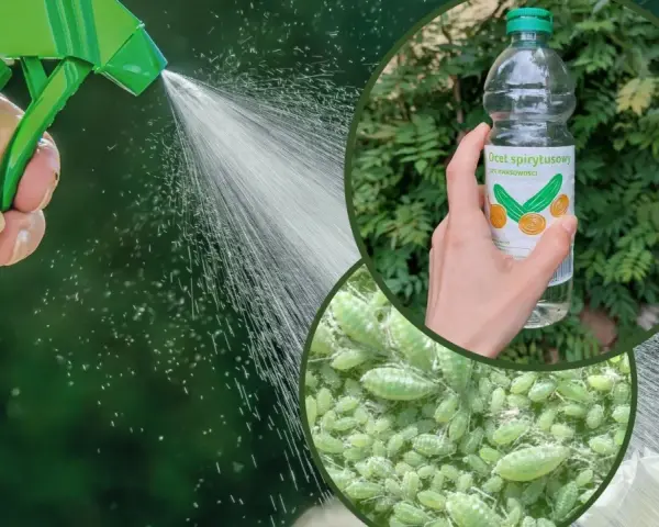 Opryskiwacz z wodą i butelka octu spirytusowego. Skuteczny ocet na mszyce w ogrodzie.