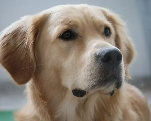 Portret golden retrievera. Jego sierść mieni się wspaniałymi, złotymi kolorami, od jasnego beżu po głęboki karmel.