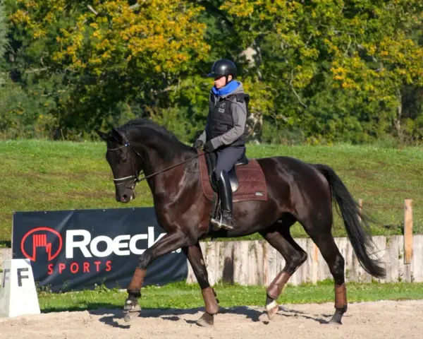 Un cavalier sur un cheval noir, en plein mouvement, démontrant une belle locomotion.