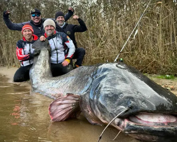Czterech wędkarzy świętuje przy gigantycznym sumie, który może być rekordem świata suma.