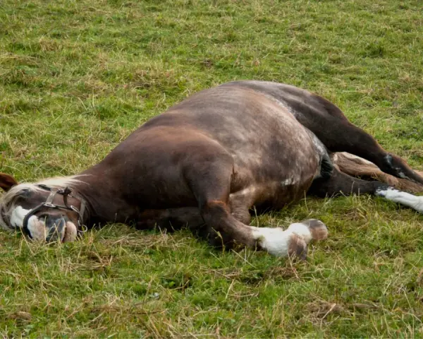 Un cheval au pré, visiblement souffrant d'une colique, gît sur le flanc dans l'herbe.