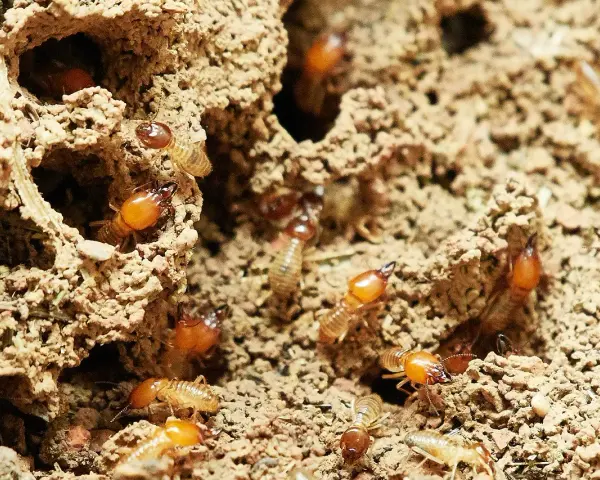 Un grupo de larvas de termitas se mueve por túneles de tierra.