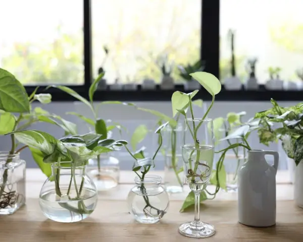 Varias plantas en agua, con raíces visibles, dispuestas en diferentes recipientes de vidrio y una jarra blanca sobre una mesa de madera.