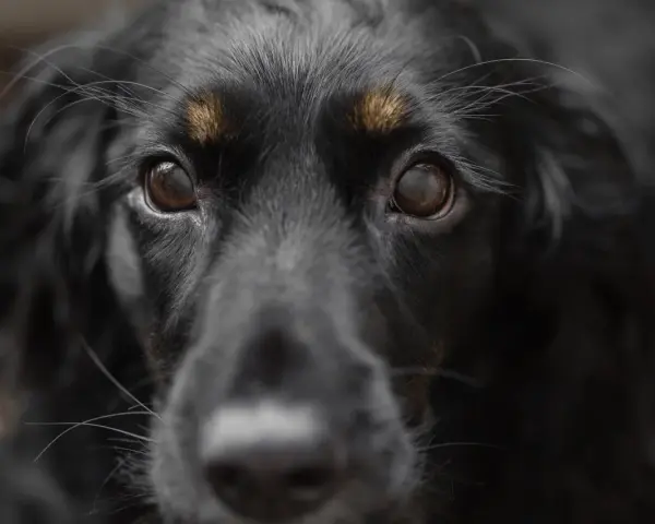 Occhi di un cane nero, con un'espressione che suggerisce un'intensa paura dei cani.