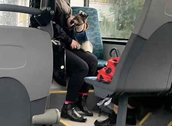 Jaki bilet dla psa w autobusie? Sprawdź, ile zapłacisz w miastach