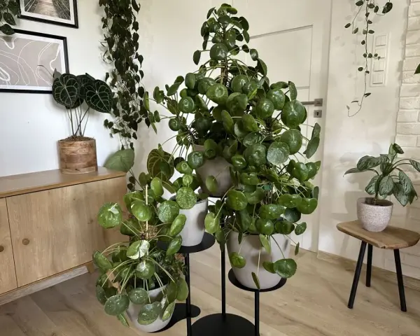 Pieniążek kwiat, czyli Pilea peperomioides, rośnie bujnie obok innych roślin doniczkowych.