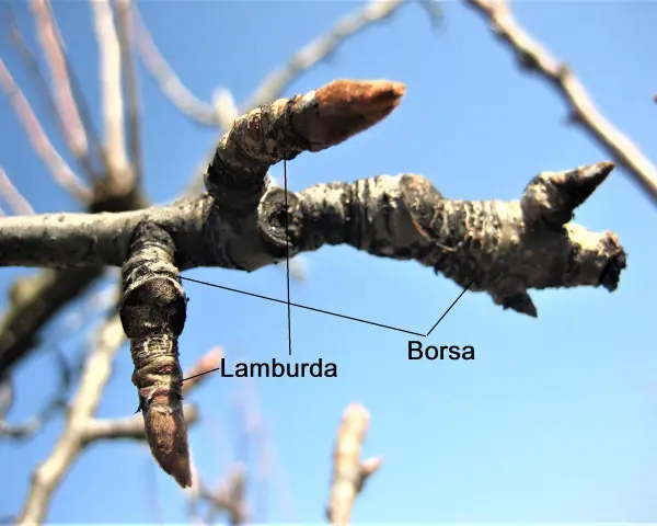 Germogli di pero, "Borsa" e "Lamburda", indicano il momento giusto quando potare il pero per una buona fruttificazione.