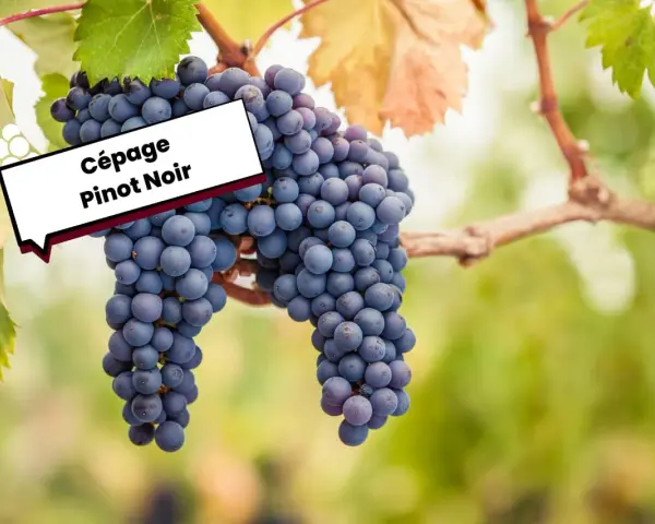 Grappes de Pinot Noir mûres sur la vigne, évoquant ses caractéristiques uniques.