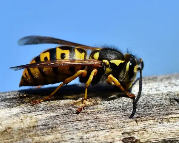 Avispas largas, con sus rayas amarillas y negras, descansan sobre una rama de madera contra un cielo azul brillante.