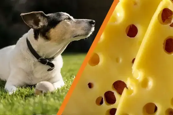 Czy pies może jeść ser żółty? Sprawdź, co musisz wiedzieć!