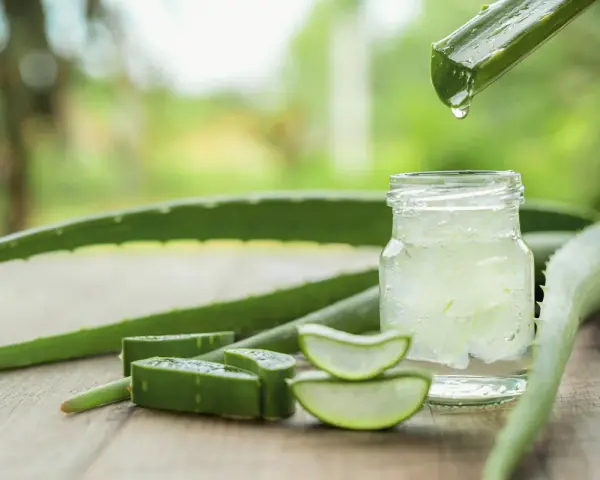 Aloe Vera Gel in einem Glas mit geschnittenen Aloe Vera Scheiben und einem Blatt, aus dem Tropfen fallen.