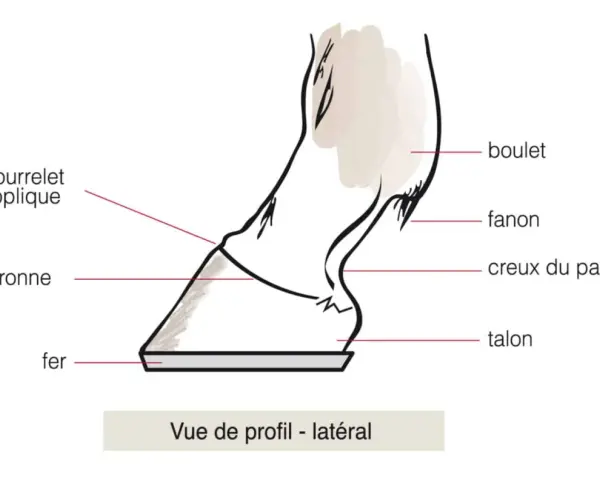Vue latérale d'un sabot de cheval, montrant le fer, la couronne, le bourrelet périoplique, le fanon, le creux du paturon et le talon.