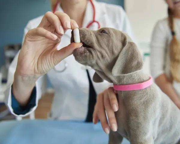 Veterinario administra pastilla a cachorro para desparasitar perro interno y externo.