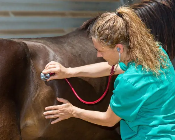 Vétérinaire auscultant un cheval avec un stéthoscope. Le cheval est brun, la vétérinaire porte une blouse verte.