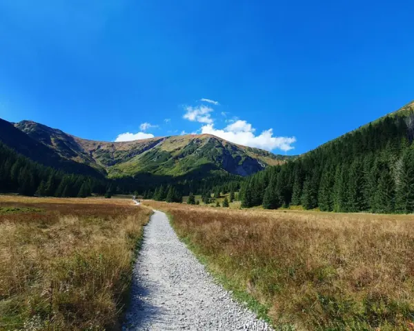 Kamienista ścieżka prowadzi przez trawiaste hale w kierunku gór. Szlak na Halę Kondratową w Tatrach.