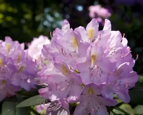 Piękny rododendron w pełnym rozkwicie, jego fioletowe kwiaty tworzą wspaniałe stanowisko w ogrodzie.