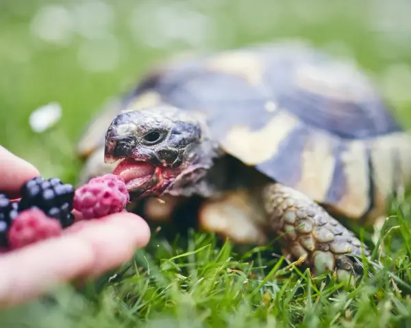 Żółw domowy z apetytem zajada malinę podaną na dłoni.