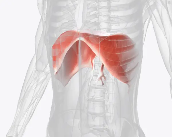 Anatomia przepony w czerwonym kolorze na tle przezroczystego ciała ludzkiego.