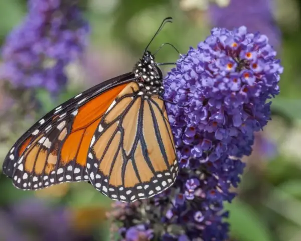 Motyl monarcha na fioletowych kwiatach budlei dawida odmiany.