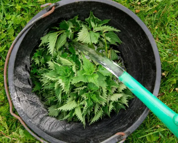 Wiadro z pokrzywami, do którego nalewana jest woda. Tak przygotowuje się gnojówkę z pokrzywy, naturalny nawóz.