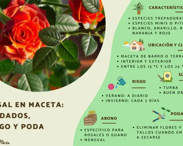 Guía de cuidados rosal mini: riego, abono y poda para mantener tu planta sana y hermosa.