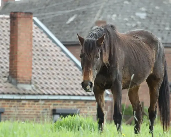 Un cheval brun se tient dans un champ d'herbe verte devant des maisons.