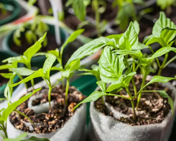 Junge, grüne Paprika Pflanzen wachsen in kleinen Töpfen. Die zarten Blätter strecken sich dem Licht entgegen.