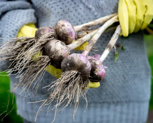Frisch geernteter Knoblauch mit Wurzeln, gehalten von Händen in gelben Handschuhen. Das Ergebnis erfolgreicher Knoblauch pflanzen.