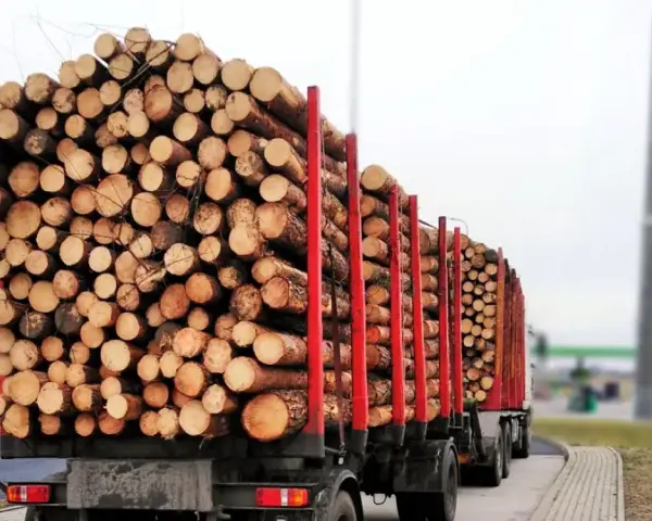 Ciężarówki z naczepami przewożące ogromne ilości drewna. Transport drewna w pełnej krasie.