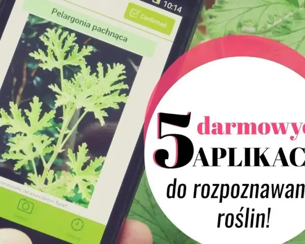 Aplikacje do rozpoznawania roślin: darmowe czy płatne? Wybierz idealną!