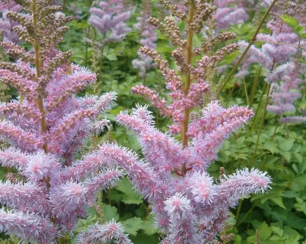 Zarte, rosafarbene Astilbenblüten vor grünem Laub. Der ideale Astilbe Standort ist halbschattig, um diese Blütenpracht zu genießen.