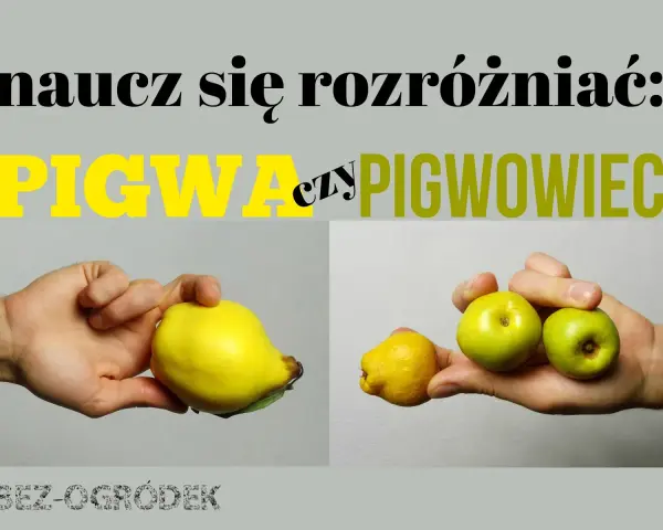Naucz się rozróżniać: pigwa (duży, żółty owoc) czy pigwowiec (małe, zielone owoce).