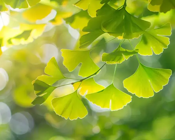 Feuilles vertes en éventail d'un arbre ginkgo biloba, illuminées par le soleil, avec un arrière-plan flou et lumineux.