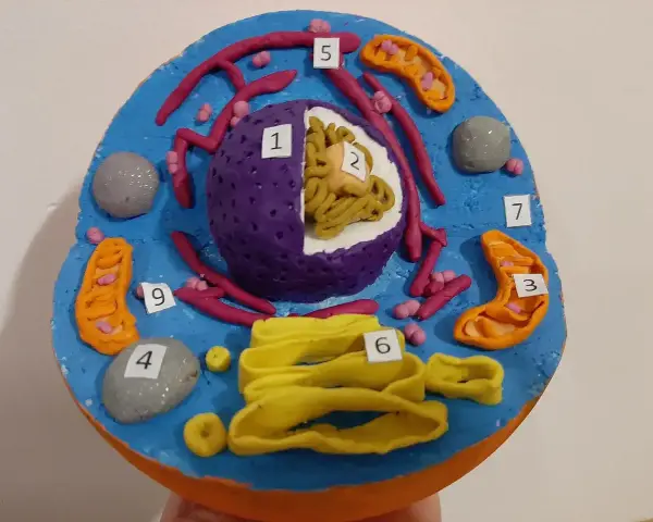 Kolorowy komórka zwierzęca model z plasteliny. Widać jądro (1, 2), mitochondria (3, 5, 9), rybosomy, siateczkę śródplazmatyczną (6) i inne organella.