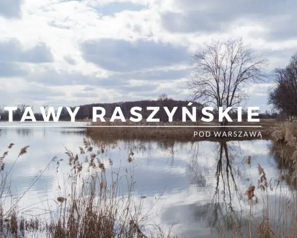 Rezerwat Przyrody Stawy Raszyńskie: Odkryj jego tajemnice i bogactwo fauny