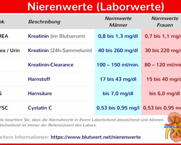 Tabelle zeigt Nierenwerte im Blut und Urin, wie Kreatinin, Harnstoff und Harnsäure, mit Normwerten für Männer und Frauen.