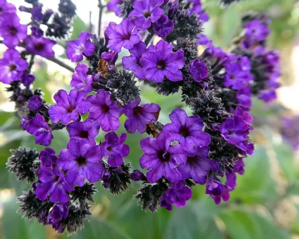 Intensywnie fioletowe kwiaty heliotropu, pięknie prezentujące się w uprawie, tworzą gęste skupiska.