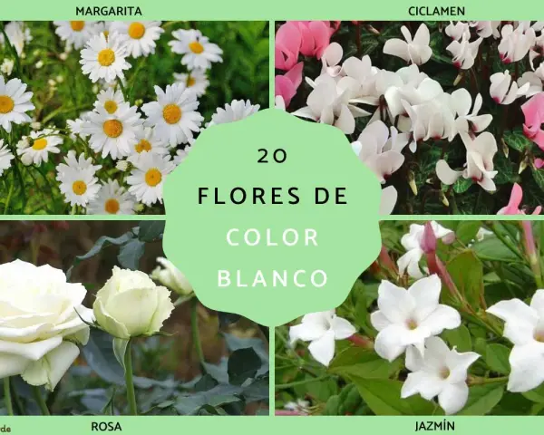 Margaritas, ciclámenes, rosas y jazmines, todas son una hermosa flor blanca que alegra la vista.
