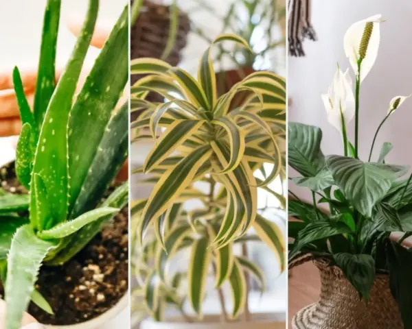 Aloes, dracena i skrzydłokwiat – idealne rośliny mało wymagające do domu.
