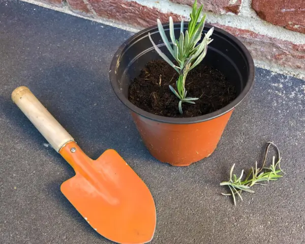 Lavendel vermehren: Ein kleiner Lavendelsteckling im Topf, daneben eine kleine Schaufel und ein weiterer Steckling.