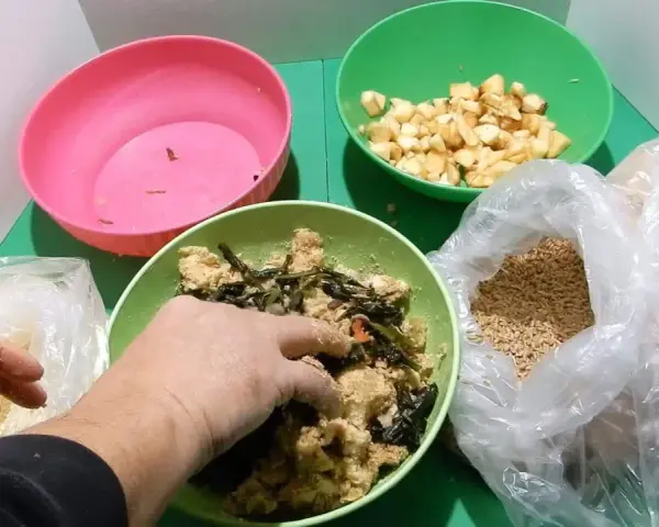 Mani che mescolano cibo per galline in una ciotola verde, con ingredienti come crusca, verdure e mele a cubetti.