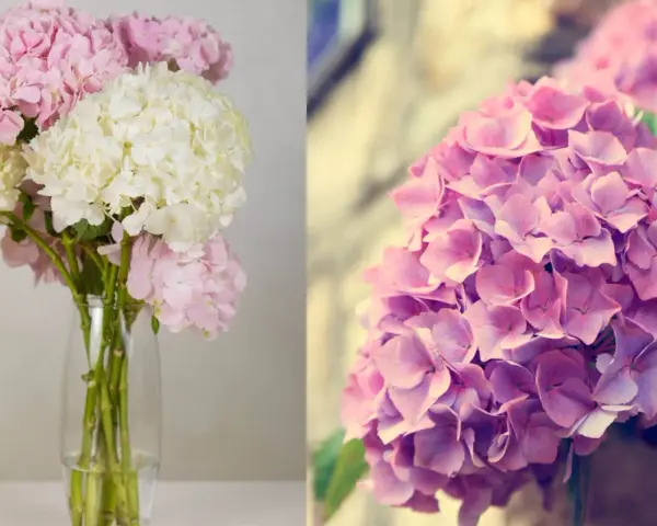 A bouquet of pink and white hydrangeas in a vase, and a close-up of pink hydrangeas.