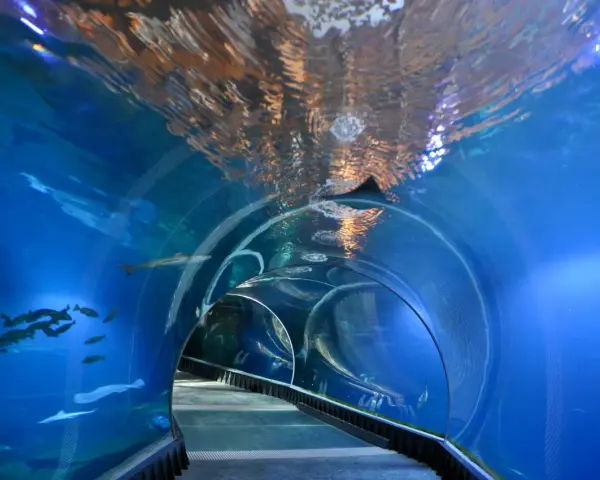 Podwodny tunel w zoo we Wrocławiu, gdzie można podziwiać ryby i rekiny. Zwiedzanie zoo we Wrocławiu to wspaniała przygoda.