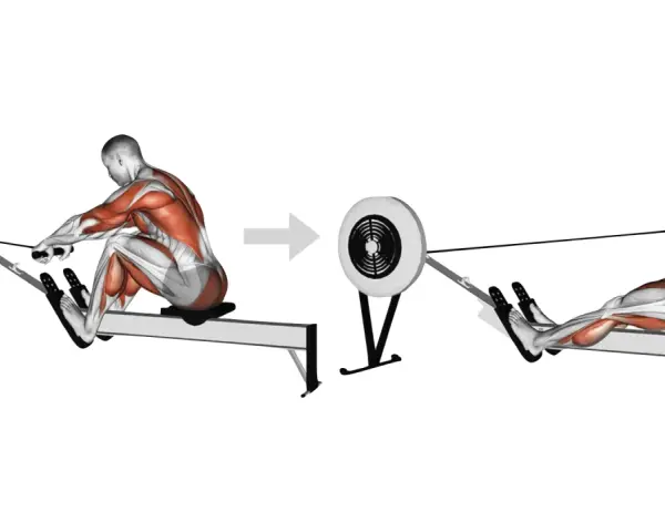 Le rameur sollicite les muscles du dos, des bras et des jambes. Illustration anatomique montrant les muscles en action.