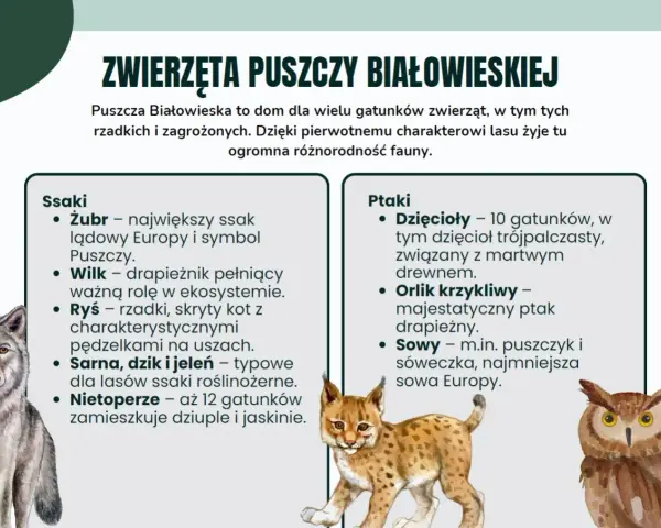 Ciekawostki o Białowieskim Parku Narodowym: zobacz rysia, wilka, żubra i ptaki. Puszcza to dom dla wielu gatunków.
