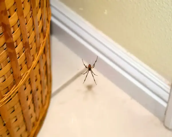 Araña negra colgando de una telaraña, un ejemplo de comunes tipos de arañas en casa.