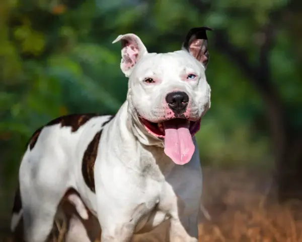 Amstaff ma sierść czy włosy? Poznaj prawdę o pielęgnacji tej rasy